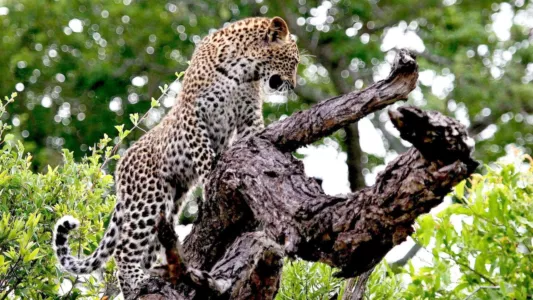 The Magic of the Leopard