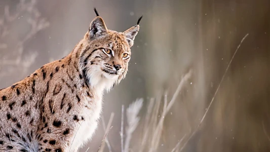 Sur la piste du lynx