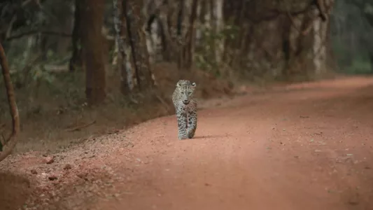 Sri Lanka: Leopard Dynasty