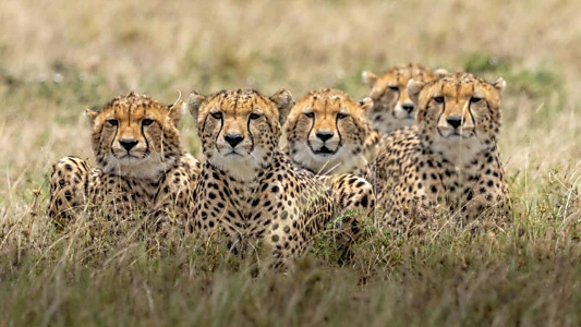 Cheetahs United