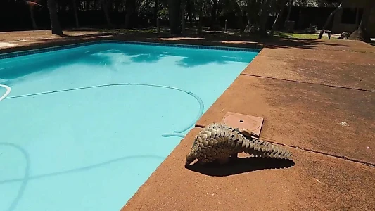 Pangolin: Kulu's Journey