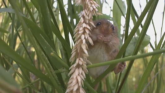 The Harvest Mouse: Grassland Acrobat