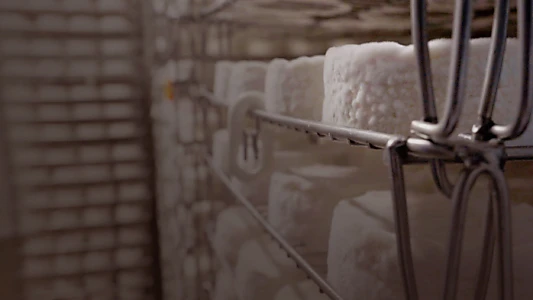 Le camembert nous ouvre sa boîte