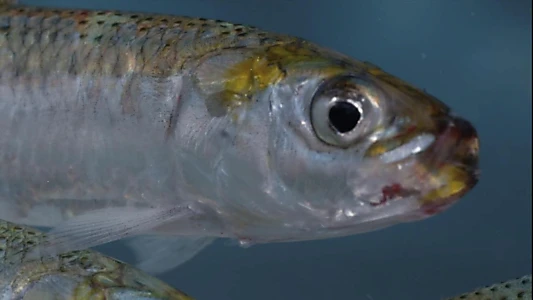 Sardine Run, le plus grand festin de l'océan