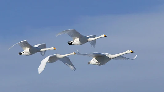 Zugvögel - Ein Jahr vergeht im Flug