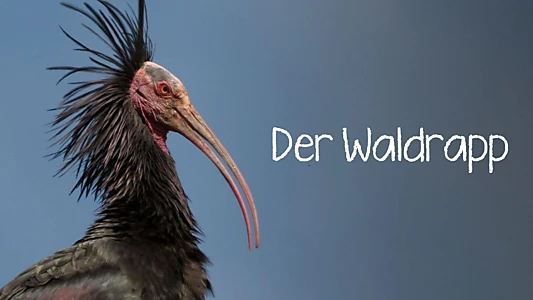 Der Waldrapp: Zugvogel im Aufwind