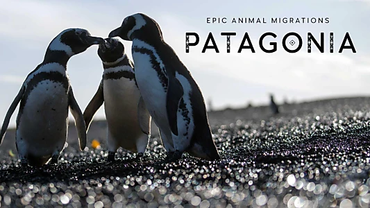 Epic Animal Migrations: Patagonia