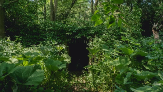 Behind The Garden Gate