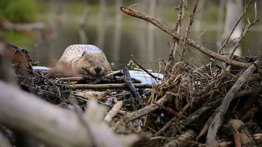 Nature, le retour du sauvage