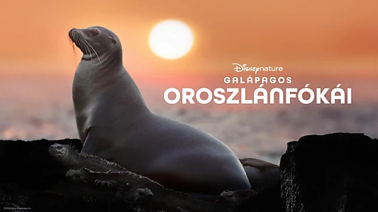 Sea Lions of the Galapagos