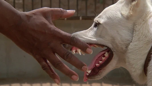 White Dog
