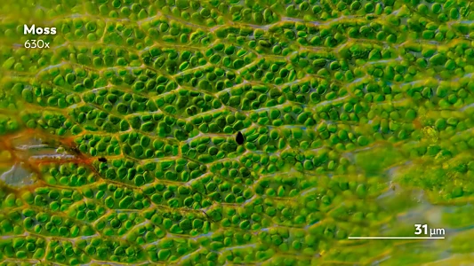 Journey to the Microcosmos