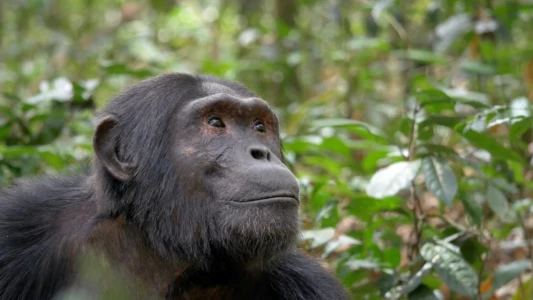 Ouganda, le regard d'un chimpanzé