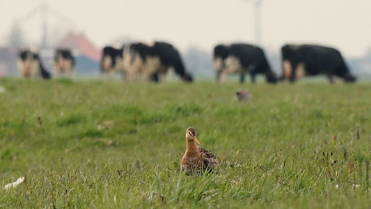 The Godwit was here