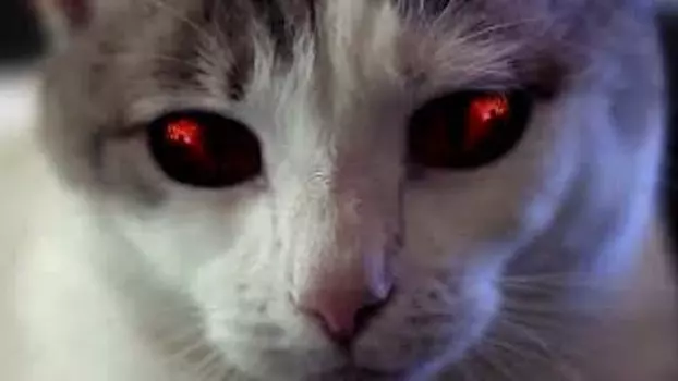 Watch Hell's Kitty Trailer