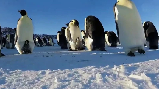 Caméras-espions au pays du froid