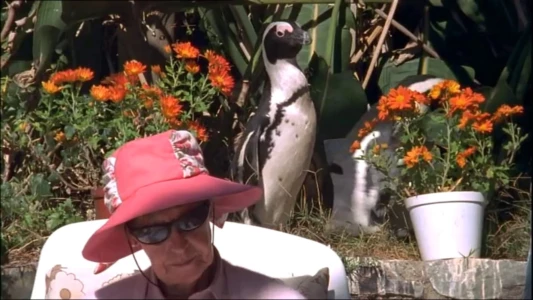 City Slickers: A tale of two African penguins