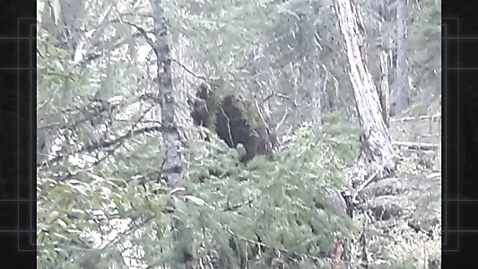 Bigfoot Evidence: Oregon