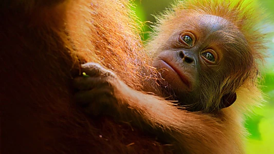 Watch Secret Lives of Orangutans Trailer