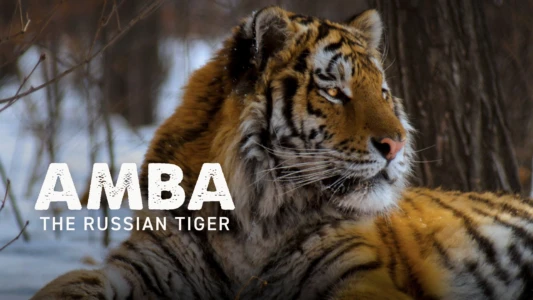 Amba: The Russian Tiger