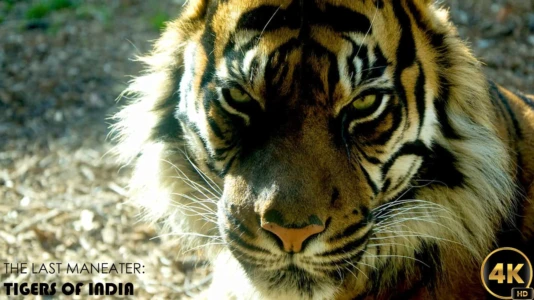 Watch The Last Maneater: Killer Tigers of India Trailer