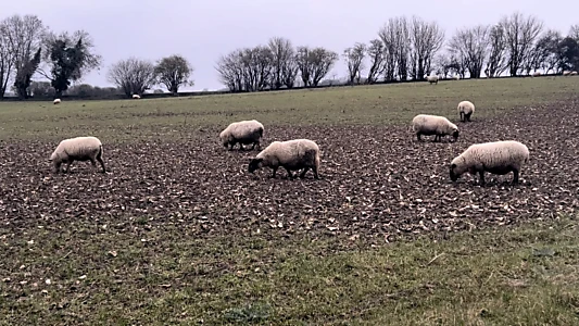 A Field of Sheep