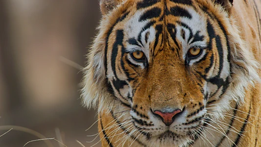 Watch Tiger Trailer