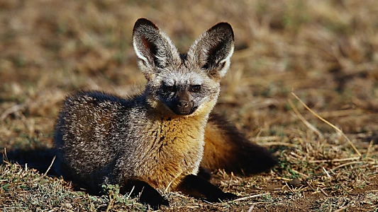 Namibia's Bat-eared Foxes: Survivalists of the Desert