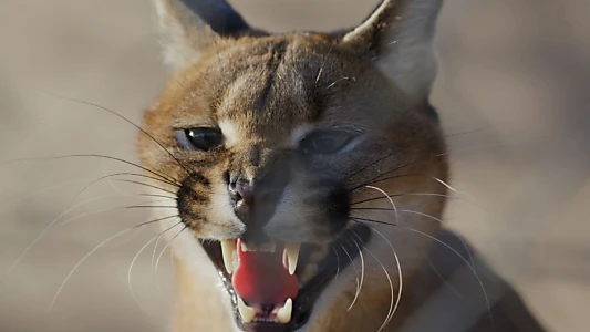 Caracal : La Société du chat solitaire