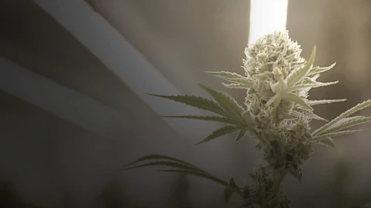Cannabis : la série documentaire