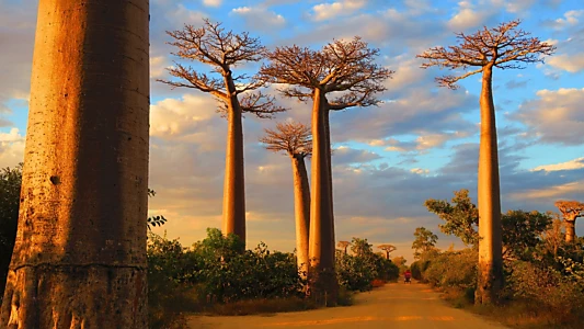 Madagascar, l'île sauvage