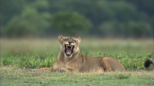 The Last Lioness: Birth of a Pride