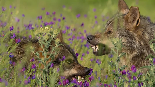 Barbacana, la huella del lobo