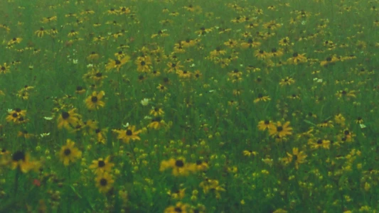 Watch Mountain Wildflowers Trailer