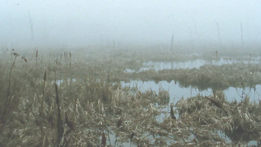Watch Early Spring Wetlands Trailer