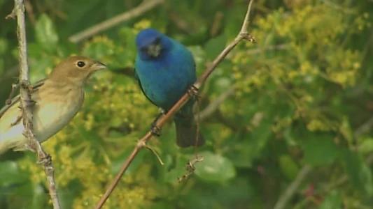 Watch Birdsong and Coffee: A Wake-Up Call Trailer