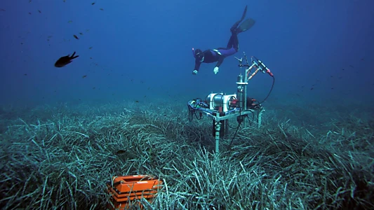 Wunderwelt Seegraswiesen Klimaretter, Kinderstube, Küstenschutz