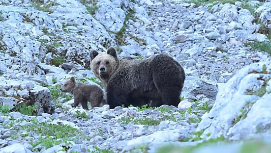 Trouble Bears