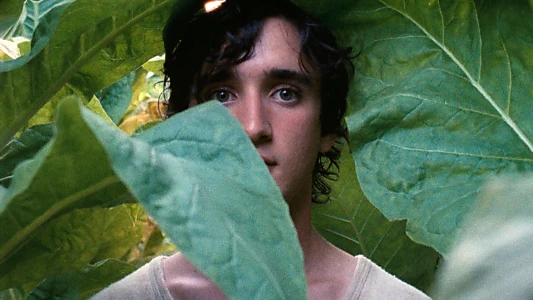 Happy as Lazzaro