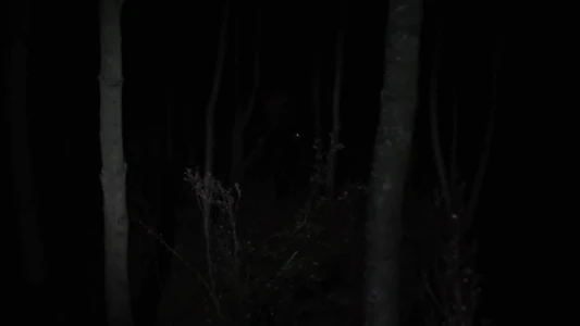 Despite the Night