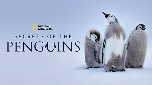 Secrets of the Penguins