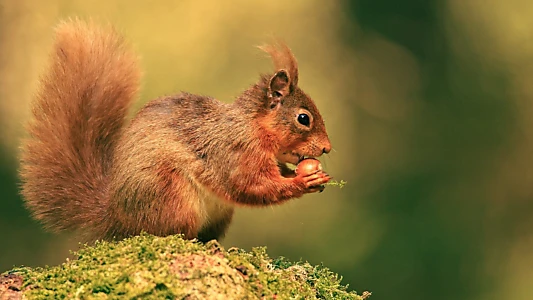 Watch Cumbrian Red: Saving Our Red Squirrels Trailer