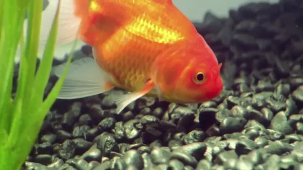 Watch Goldfish Trailer
