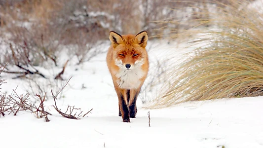 Stadt, Land, Fuchs!