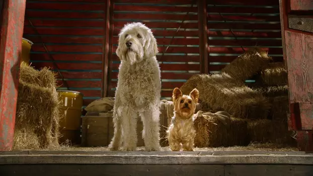 Watch Pup Star Trailer