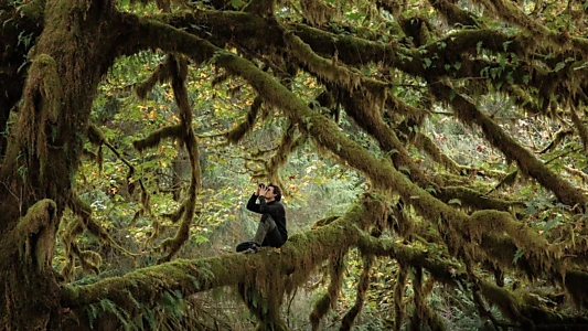 Le chant des forêts