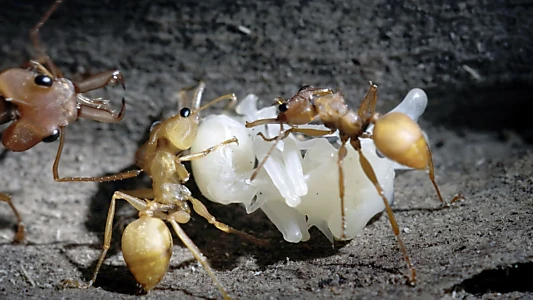 La Forêt des fourmis