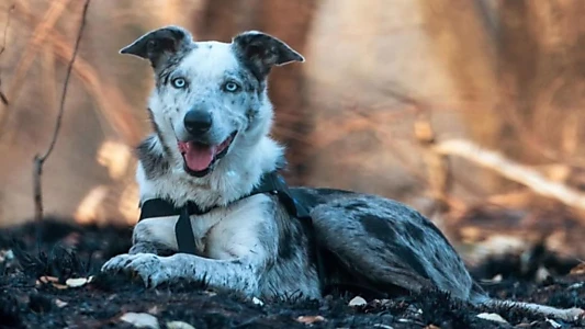 Bear, chien sauveur de koalas