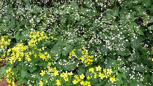 Carol Klein's Plant Odysseys