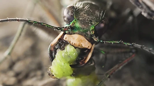 Watch Sandcastle - The Secret Life Of Potter Wasps Trailer